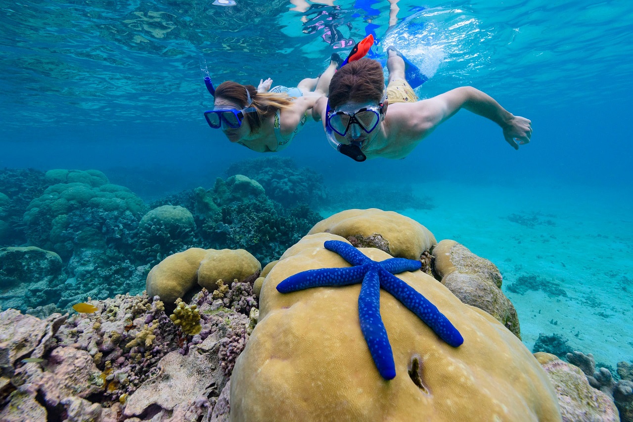 Male and female tourists at Solomon Islands snorkeling on clear waters, with a blue starfish resting on a stone