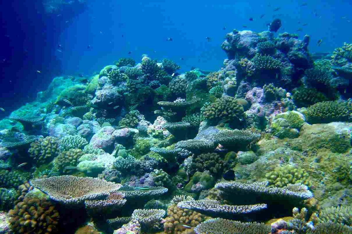 Enderbury Island marine Reefs