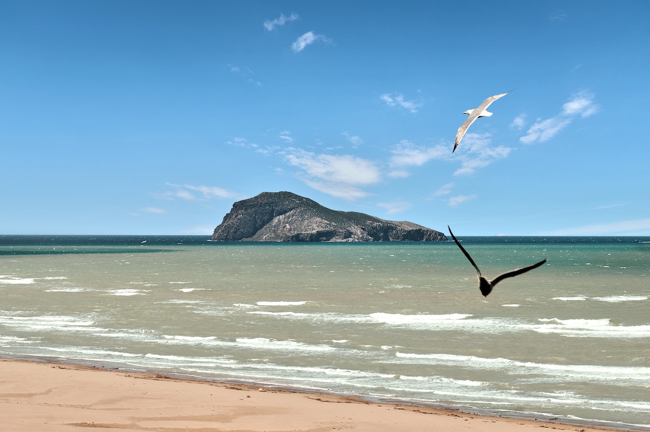 Bird Flying Near the Seashore
