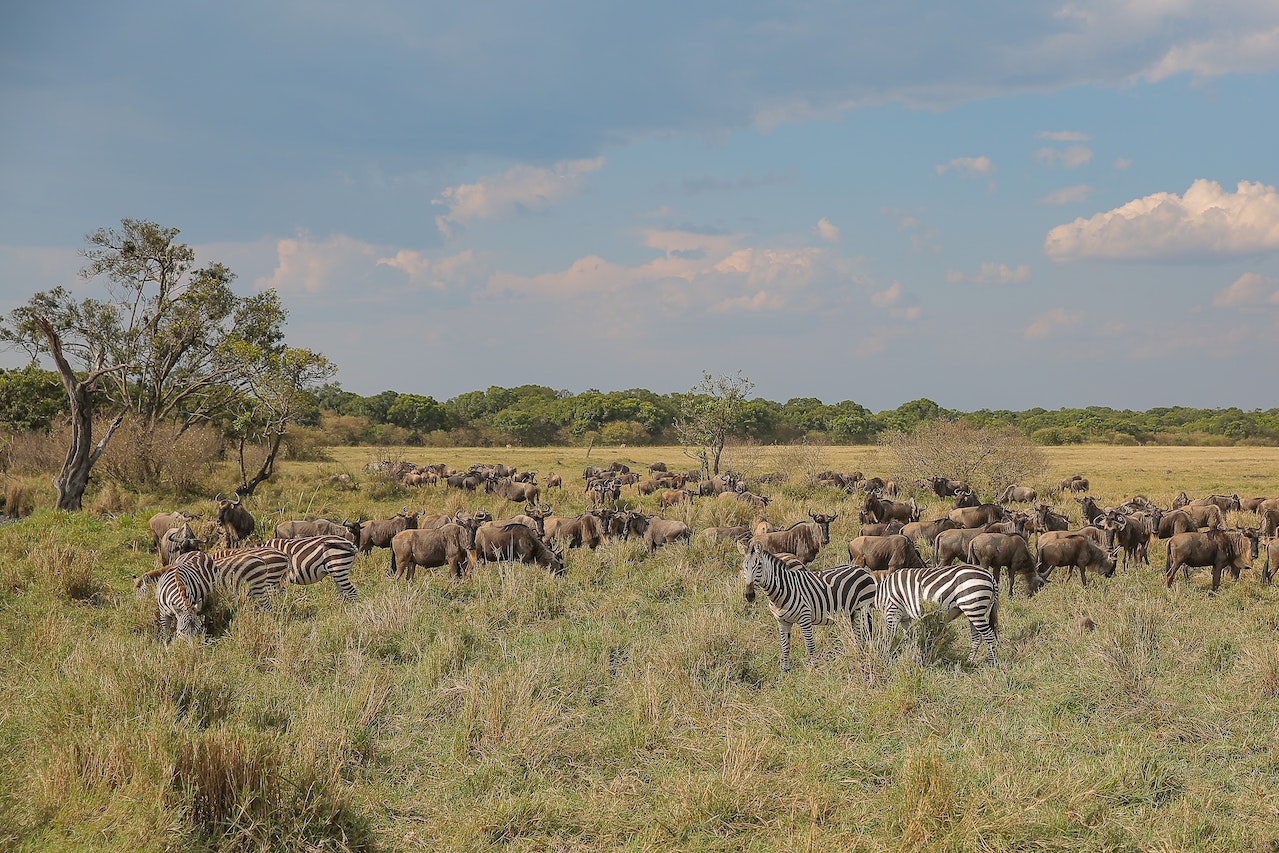 Wildlife Safari Destinations - Explore The Wonders Of The Wild