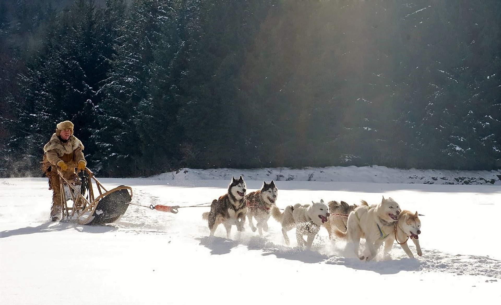 Dog Sledding In Lapland - An Unforgettable Winter Adventure
