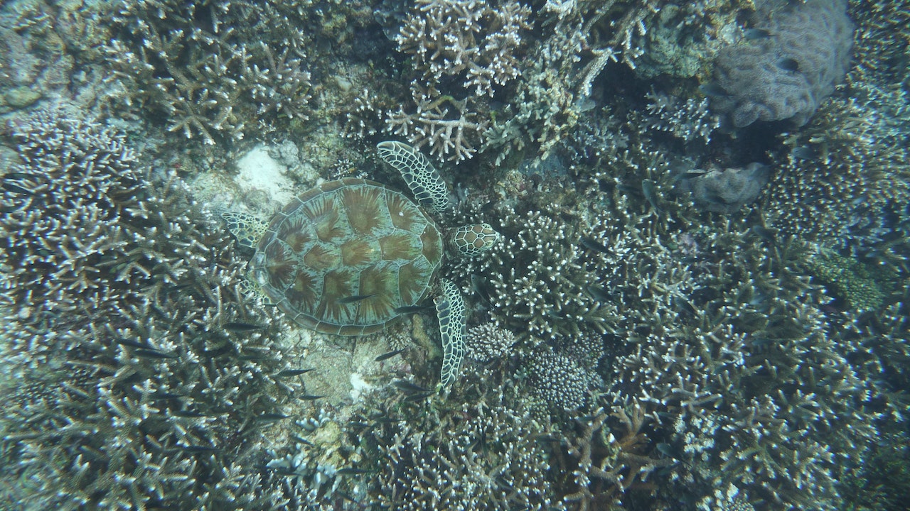 A Turtle Swimming Underwater