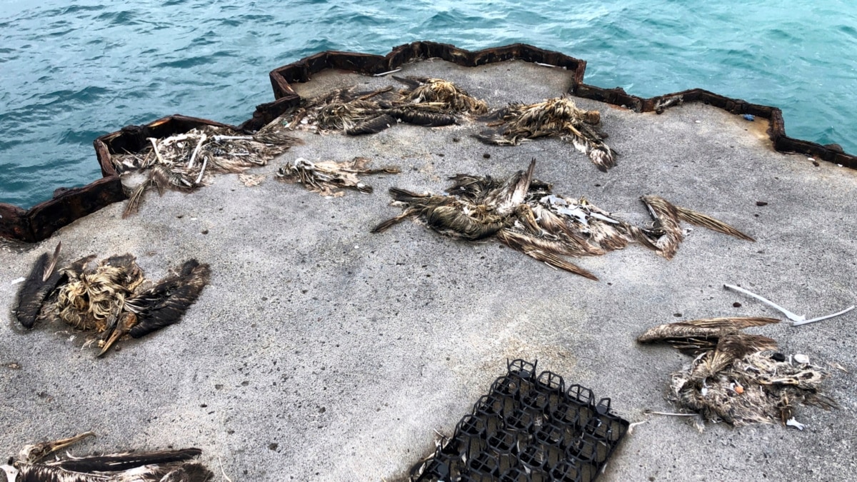 Dead Birds At Midway Islands