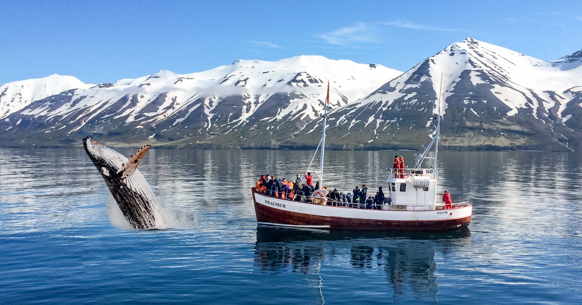 Whale Watching Tours In Iceland - An Unforgettable Experience