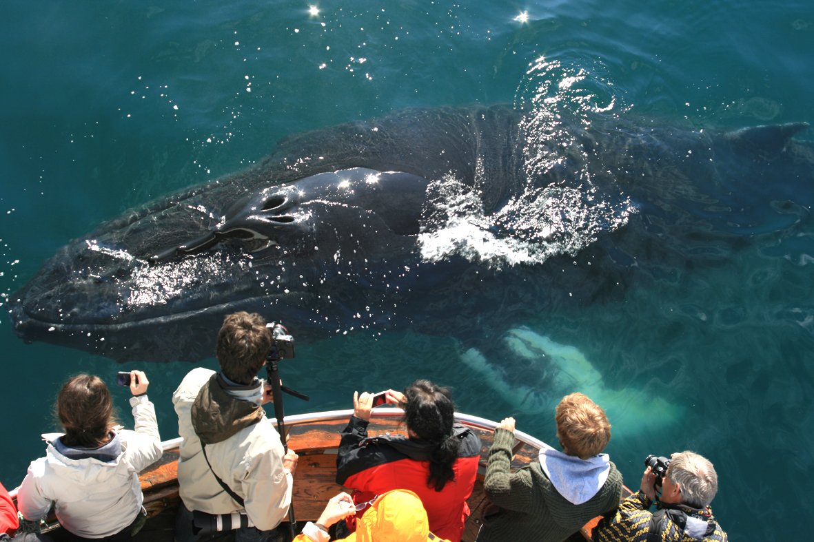 People on a boat holding their cameras or phones and capturing whale on the surface of the water
