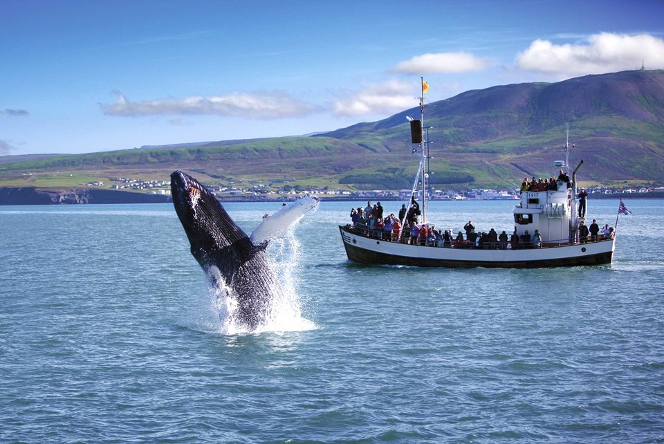 People on the boat watching a whale in the ocean
