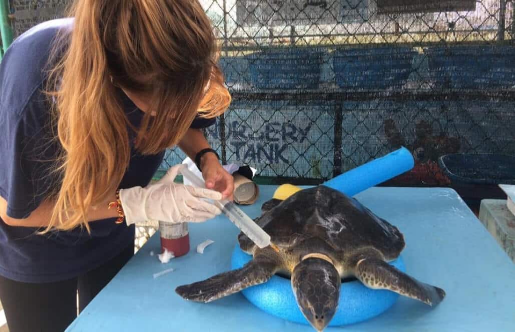 Woman holding a syringe to help a turtle