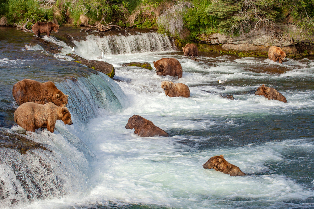 Brown Bears at Brook Falls as they catch some salmons