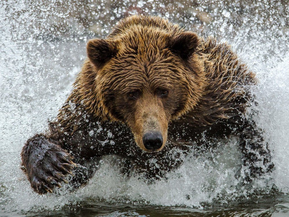 Brown Bears Fish For Salmon In Alaska - Amazes Tourists