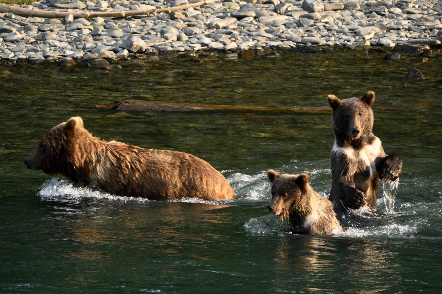 A mother bear with her  cubs at Kenai River catching fishes