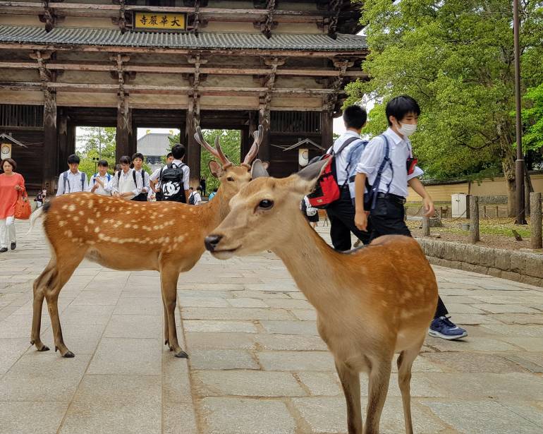 Nara Park with the free roaming deers as part of the highlight of the tour.