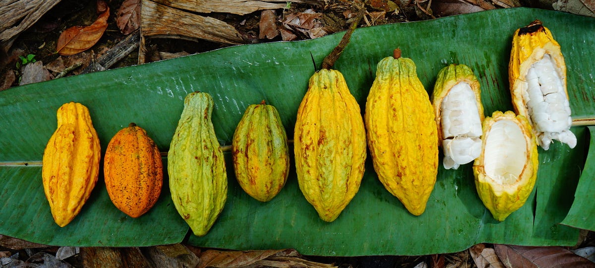 Cacao fruits lined on top a banana leaf.