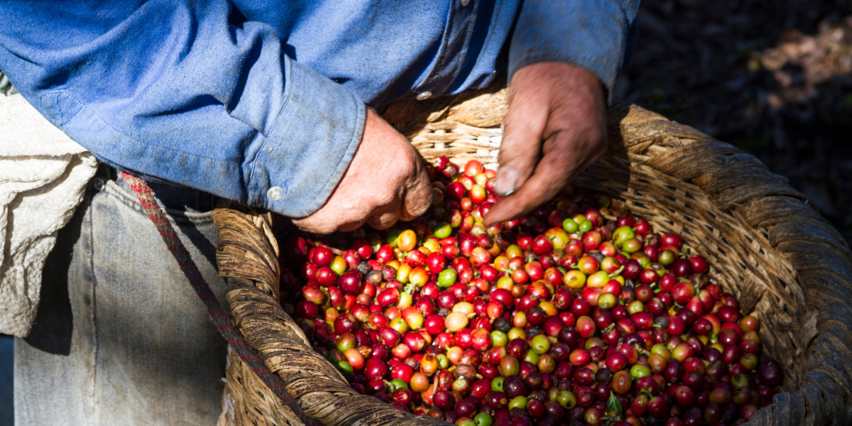 A hand of a man holding a basket full of newly harvested coffee.