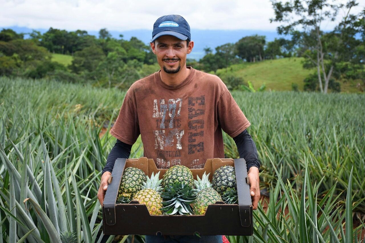 A man in a pineapple plantation field holding a crate of pineapples.