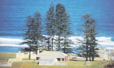A cottage by the sea, with some pine trees in Norfolk Island