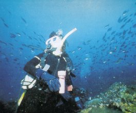 A scuba diver exploring the underwater scenes in Norfolk Island, with a school of fish swimming through