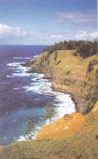 A long stretch of cliff in Norfolk Island, with trees near the edge