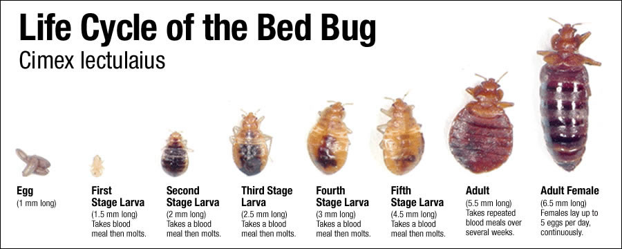 Bedbugs - Size, Appearance, And Lifecycle