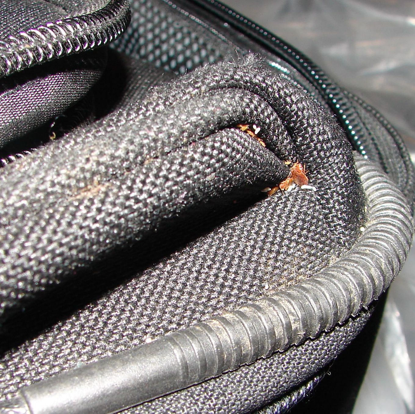 Bedbugs on a black bag.